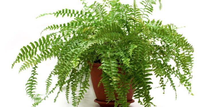 Samambaia - Créditos: depositphotos.com / DNKSTUDIO