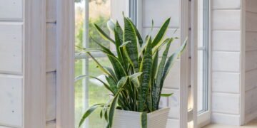 A planta mais desejada de 2025 para quem quer paz dentro de casa