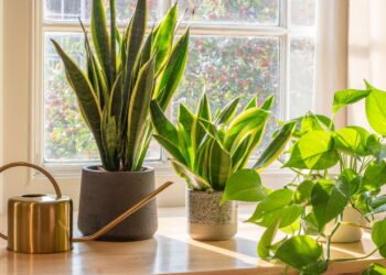 A planta mais desejada de 2025 para quem quer paz dentro de casa