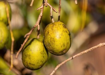 A fruta poderosa para combater inflamações e melhorar o bem-estar