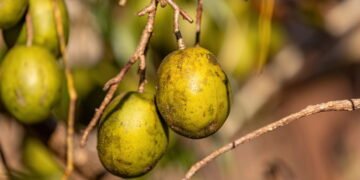 A fruta poderosa para combater inflamações e melhorar o bem-estar