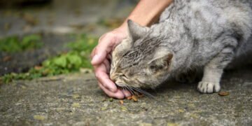 A ilha onde os gatos superam os humanos e ditam as regras da convivência local