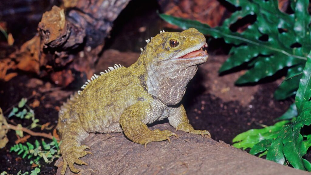 Esses animais são verdadeiros fósseis vivos que sobreviveram ao tempo e ainda habitam a Terra