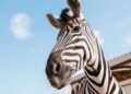 Você sabe porque as zebras tem listras? Conheça o mistério por trás delas que intriga até cientistas