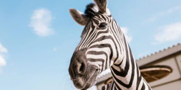 Você sabe porque as zebras tem listras? Conheça o mistério por trás delas que intriga até cientistas