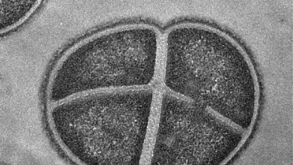 A bactéria que sobreviveu em Marte simulado e pode ser chave para vida fora da Terra