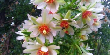 5 motivos para cultivar ora-pro-nóbis e turbinar sua alimentação