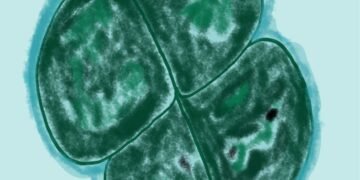 A bactéria que sobreviveu em Marte simulado e pode ser chave para vida fora da Terra