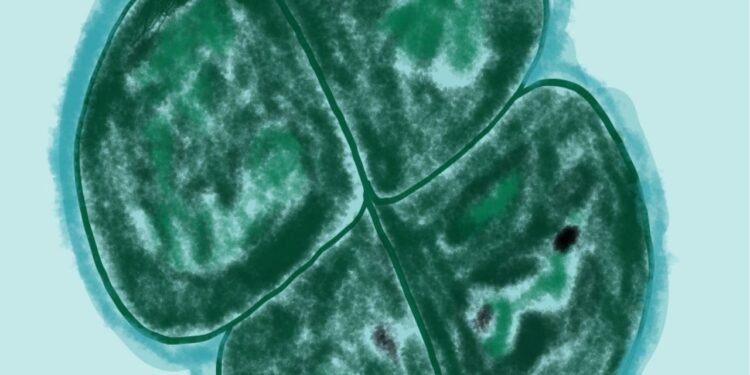 A bactéria que sobreviveu em Marte simulado e pode ser chave para vida fora da Terra