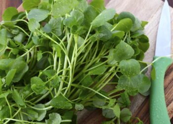 Cultive agrião em casa e saiba como proteger das principais pragas