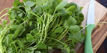 Cultive agrião em casa e saiba como proteger das principais pragas