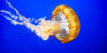 5 erros que você deve evitar ao tratar queimaduras de água-viva