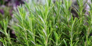 7 plantas repelentes que protegem sua casa de forma natural