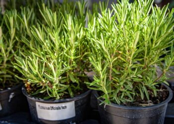 O melhor lugar para colocar o alecrim e proteger sua casa, segundo o Feng Shui