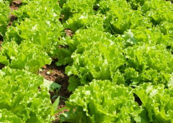 Transforme sua alimentação com alface fresca direto da sua horta