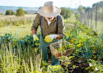 Nova regra pode antecipar aposentadoria de quem vive da roça