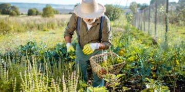 Nova regra pode antecipar aposentadoria de quem vive da roça