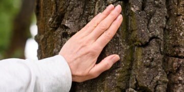 Árvore centenária em Goiás guarda segredo que intriga há 100 anos