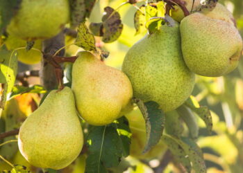 7 árvores frutíferas para cultivar em seu jardim e garantir uma vida inteira de produção
