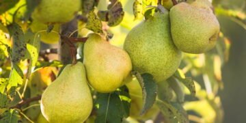 7 árvores frutíferas para cultivar em seu jardim e garantir uma vida inteira de produção