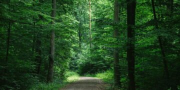 A "internet" das árvores pode ser a rede de comunicação mais antiga da Terra