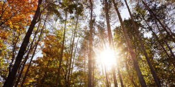 A "internet" das árvores pode ser a rede de comunicação mais antiga da Terra