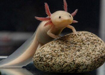 Esse animal resiste a ferimentos fatais e pode regenerar até seu próprio cérebro