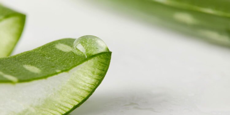 O segredo do sabonete de babosa que virou tendência no autocuidado