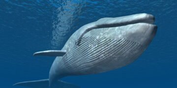 O maior animal que já existiu na Terra ainda existe e seu coração é maior que um carro!