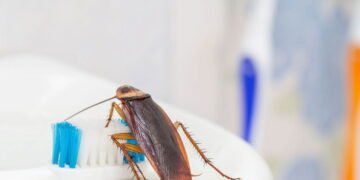 5 formas naturais de eliminar baratas com itens que você já tem em casa