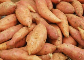 Como plantar batata-doce em baldes e colher raízes perfeitas sem quintal