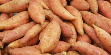 Como plantar batata-doce em baldes e colher raízes perfeitas sem quintal