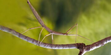 Pequenos insetos e suas táticas bizarras de proteção contra predadores maiores