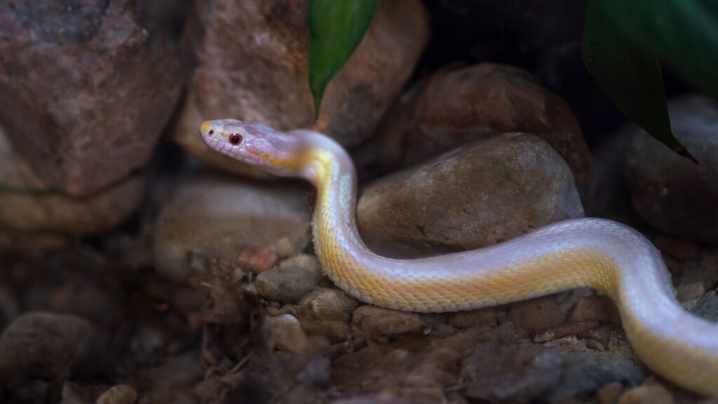 evitar cobras no jardim