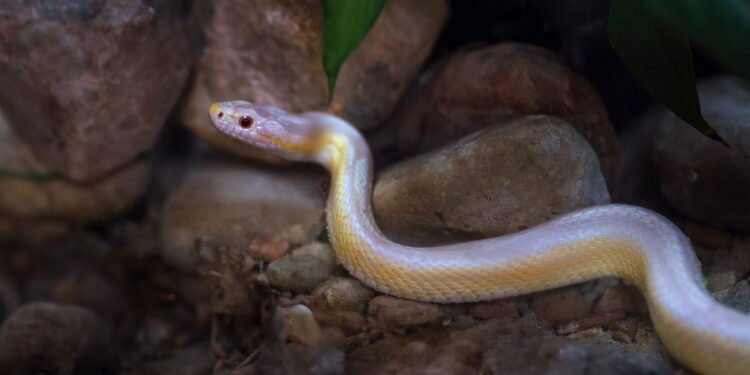 Cobra - Créditos: depositphotos.com / diegograndi