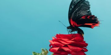 Truque infalível para atrair borboletas para o seu jardim