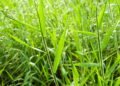 Por que as plantas invasoras viraram problema nacional