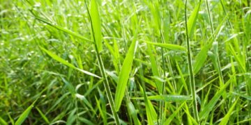 Por que as plantas invasoras viraram problema nacional