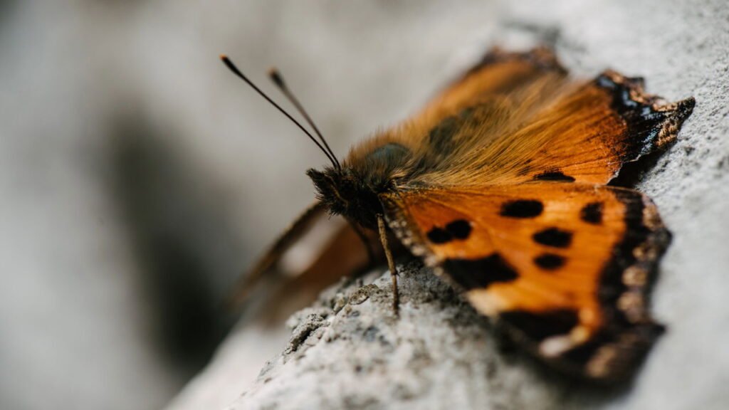 6 fatos incríveis sobre borboletas que vão mudar sua forma de vê-las