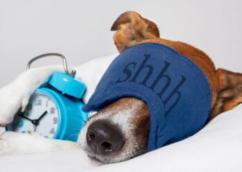 Especialista diz, "seu cachorro precisa de silêncio.”