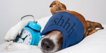 Especialista diz, "seu cachorro precisa de silêncio.”