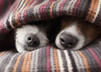 Onde os cães devem dormir em dias frios? Veja o que os veterinários recomendam