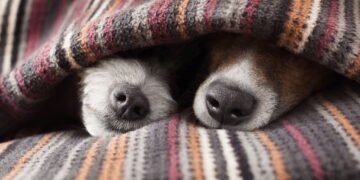 Onde os cães devem dormir em dias frios? Veja o que os veterinários recomendam