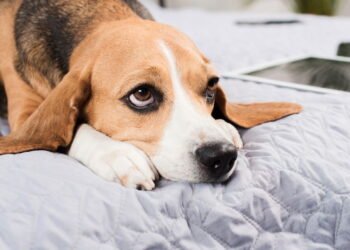 Passear na rua? Donos de cães são proibidos de passear no Irã e gera tensão