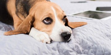 Passear na rua? Donos de cães são proibidos de passear no Irã e gera tensão