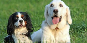 Cachorros criam laços emocionais