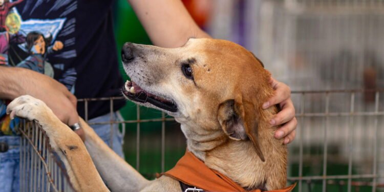 Caramelos conquistam o Brasil e aumentam adoção de pets