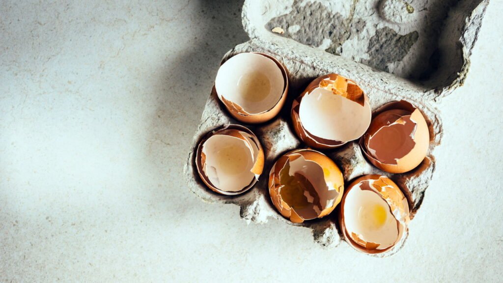 Como usar cascas de ovo para fortalecer o solo das suas plantas