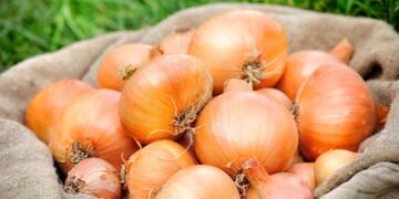 Cebola em casa sem agrotóxicos é possível com poucos cuidados
