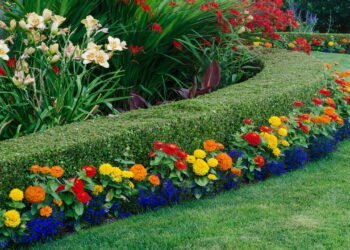 4 plantas ideais para cercas vivas bonitas e fáceis de cuidar